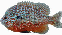 Longear Sunfish image Longear Sunfish image