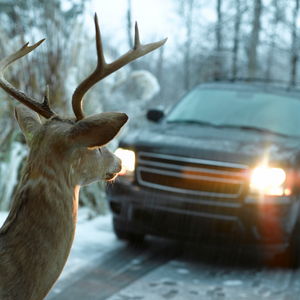 Dark utility vehicle driving on a snowy road with it's headlights on and a deer is stopped looking at the headlights.