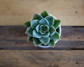 Succulent Workshop
