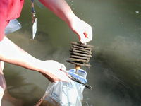 Aquatic Insect Assessments image Aquatic Insect Assessments image