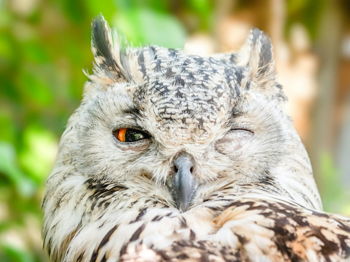 Utopia Wildlife Rehabilitators Event