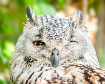 Utopia Wildlife Animal Encounter