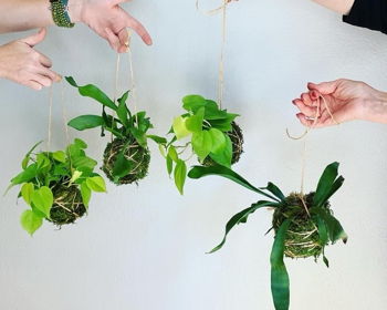 Kokodema Workshop at Miss M's