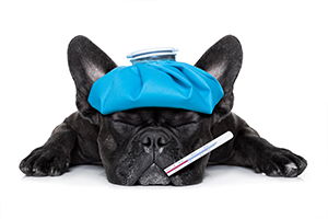 French Bulldog With Headache Academy Animal Hospital Greenwood Franklin