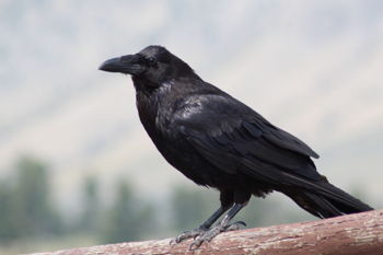Edgar Allan Poe Murder Mystery