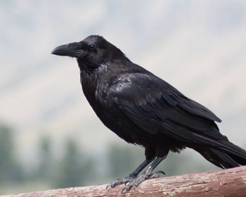Edgar Allan Poe Murder Mystery