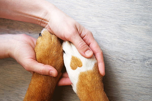 CTA Care Veterinarian Greenwood Indianapolis Indiana