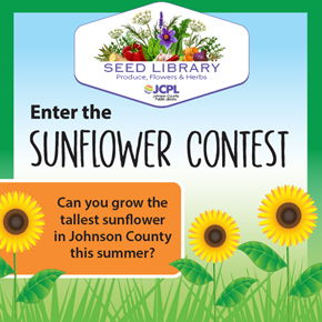 2025 Sunflower Contest, three sunflowers in the grass