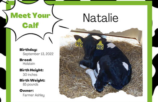 Image for ICES Teacher Adopts Holstein Calf to Help Students Learn