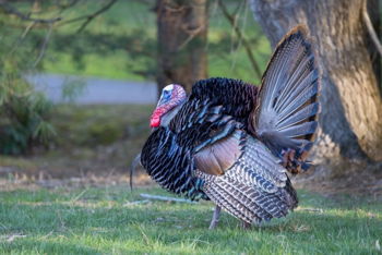 Johnson County Gobblers Hunting Heritage Party