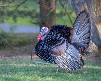 Johnson County Gobblers Hunting Heritage Party