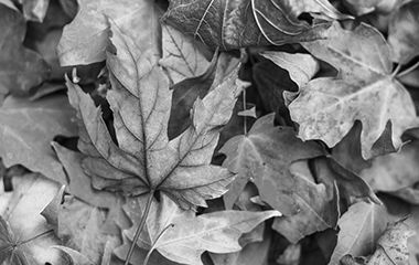 Image for Autumn in the Park