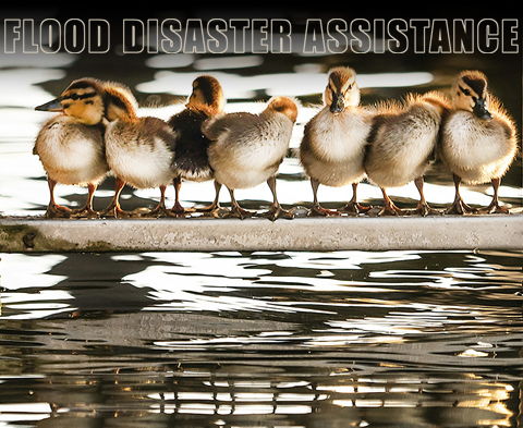 Flood Disaster Assistance Image for Flood Disaster Assistance