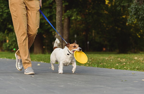 Dog On A Leash Academy Animal Hospital Greenwood