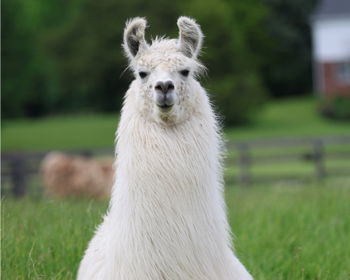 Ragtime Blues Image of Ragtime Blues