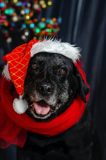 Holiday Pet Photos