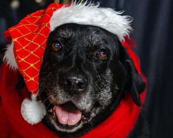 Holiday Pet Photos