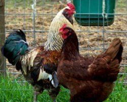 Cardinal Point Farm chickens