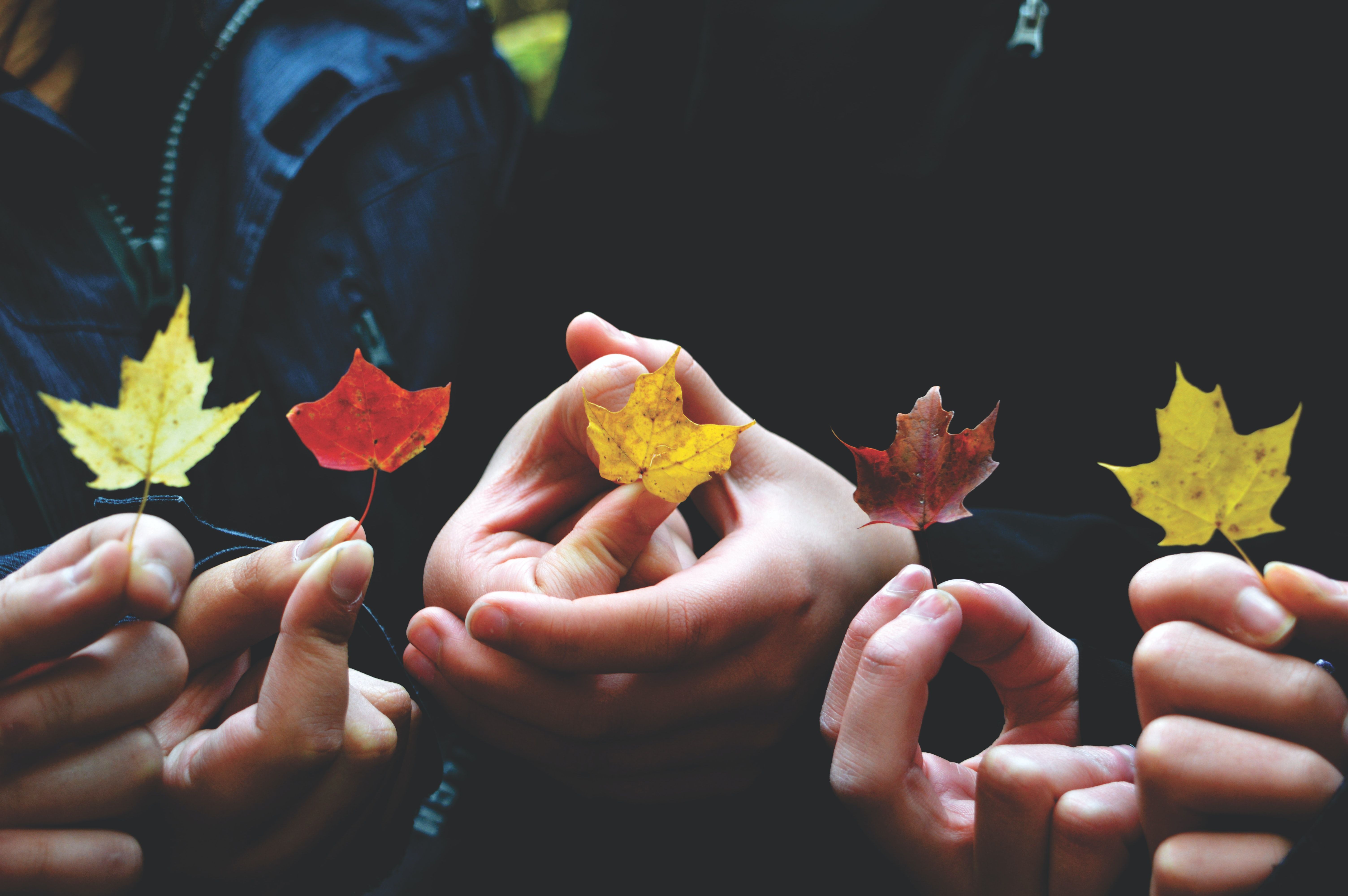 Five hands each holding one colorful fall leaf