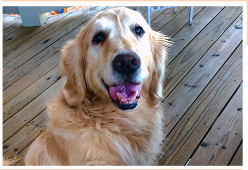 Izzi Clever Dogs Media