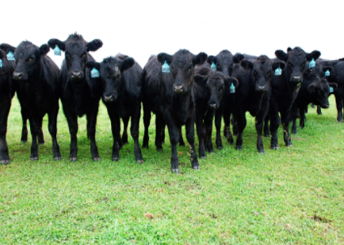 Dougherty Farm Fresh Beef