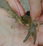 Crayfish image Crayfish image