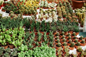Rural King Farmers Market