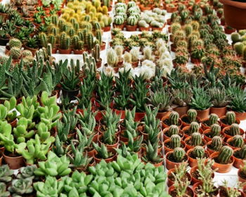 Rural King Farmers Market Rural King Farmers Market