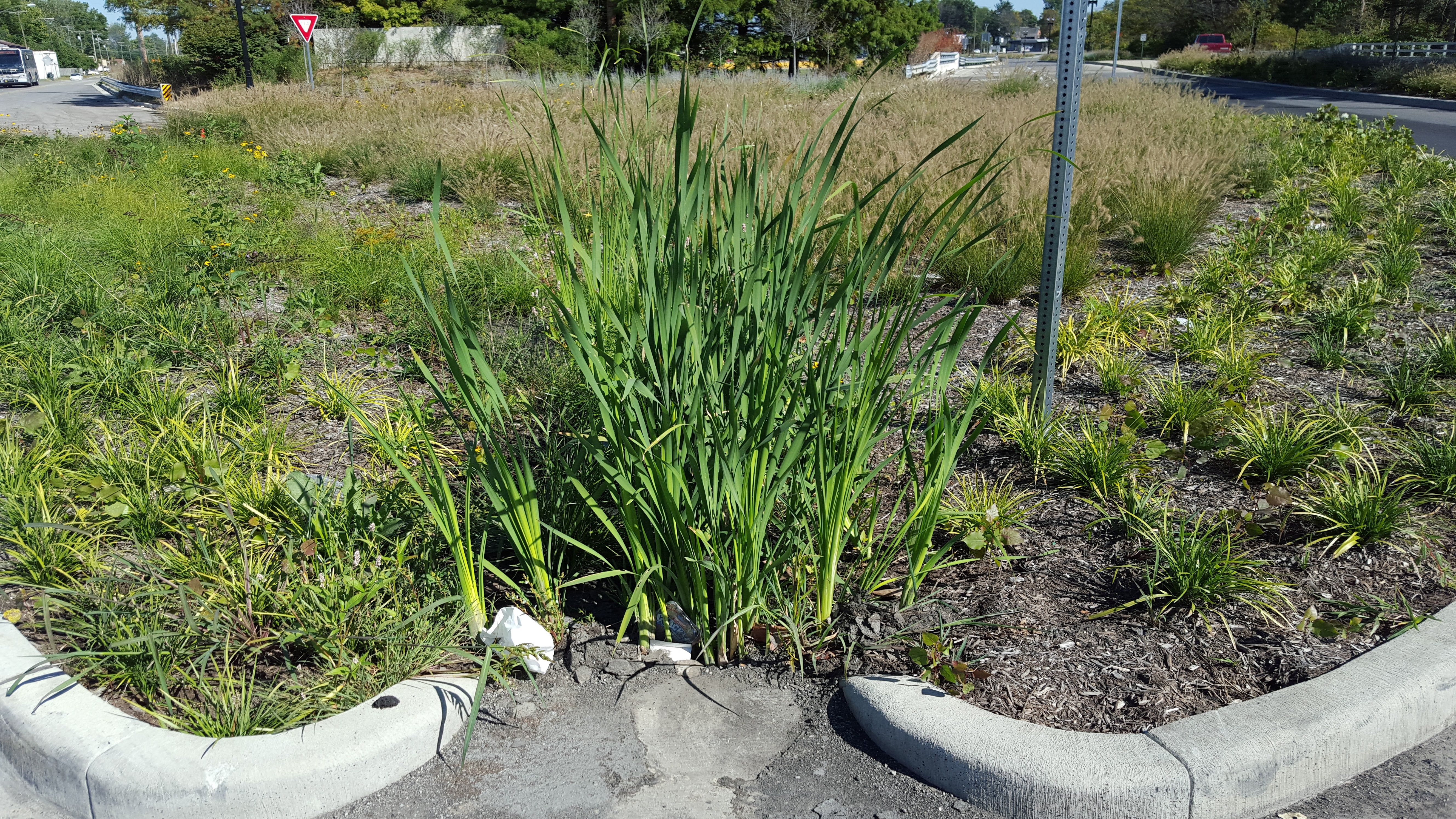 Porous Pavement and Bioswales image Porous Pavement and Bioswales image