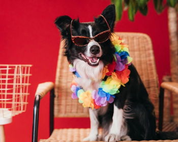 Luau Party at Edinburgh American Legion
