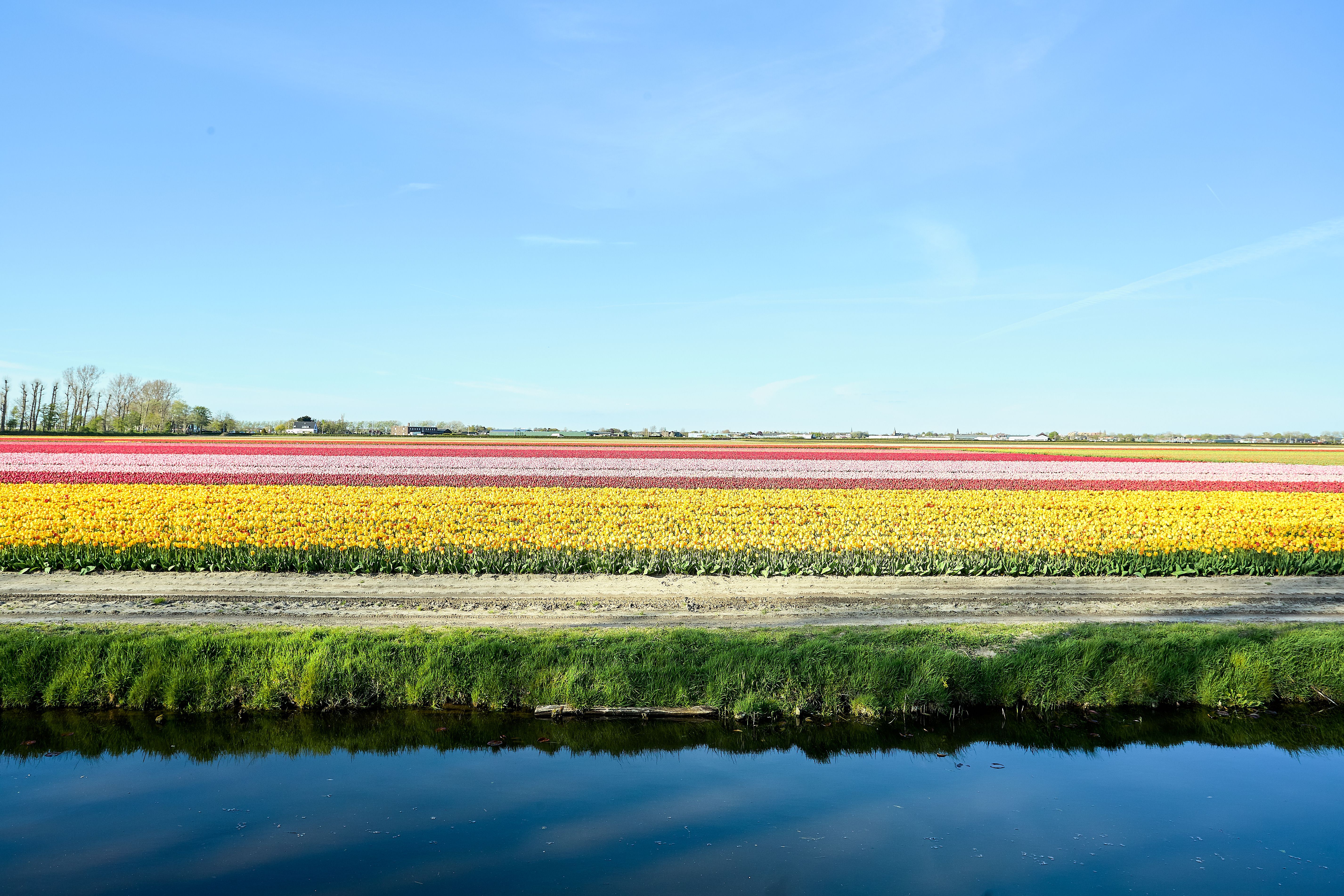 A colorful landscape of blooming tulip fields reflecting in a canal under a clear blue sky.