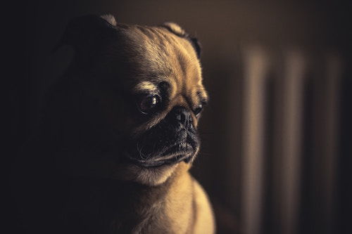 image of pug with sad face