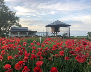 Bubbles and Blooms at Dollie's Farm