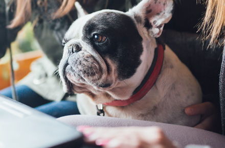 Image for Clever Dogs Media