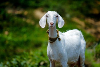 Goat Yoga at Dollie's Farm