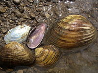 Mussels (Clams) image Mussels (Clams) image
