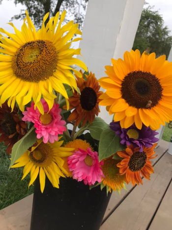 Sunflower Festival