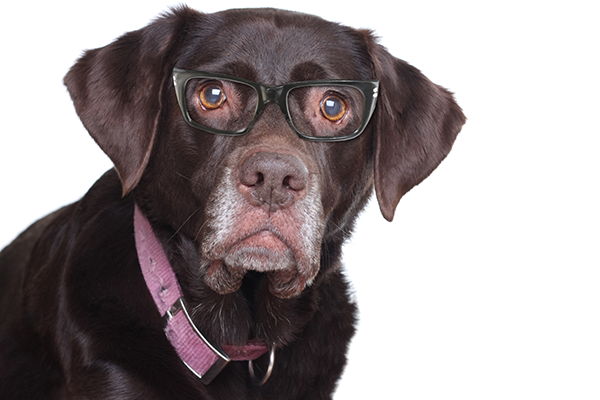 Senior Dog w Glasses Academy Animal Hospital Greenwood