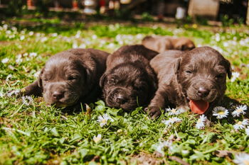 Puppies and Pancakes Puppies and Pancakes