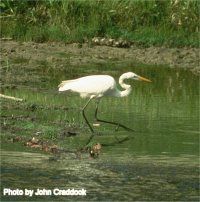 Great Egret image Great Egret