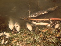 Fishkill image Fishkill image