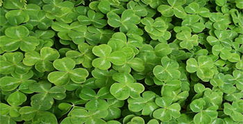 St. Patrick's Day Image for St. Patrick's Day