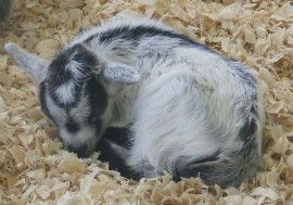 Acker's Pygmy Pastures baby goat
