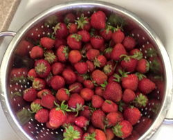 Taylor’s Farm Market Basket of strawberries